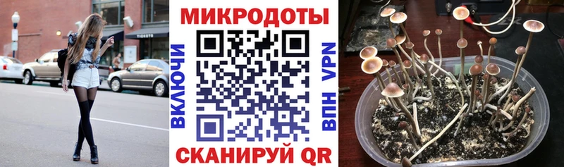 Купить закладки Моздок Псилоцибиновые грибы мицелий